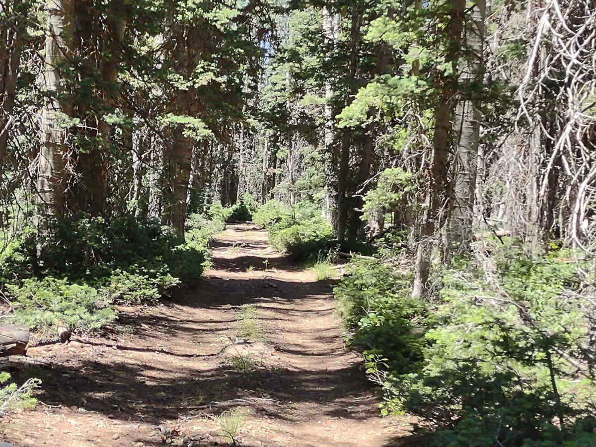 The Ugly, The Bad, and The Good (FS 40630/Dry Hollow/Trail ID 70) photo 3