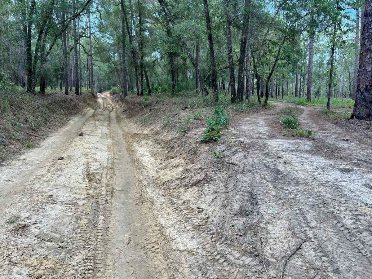 Crooms Wildlife Management | Trail 7 photo 4