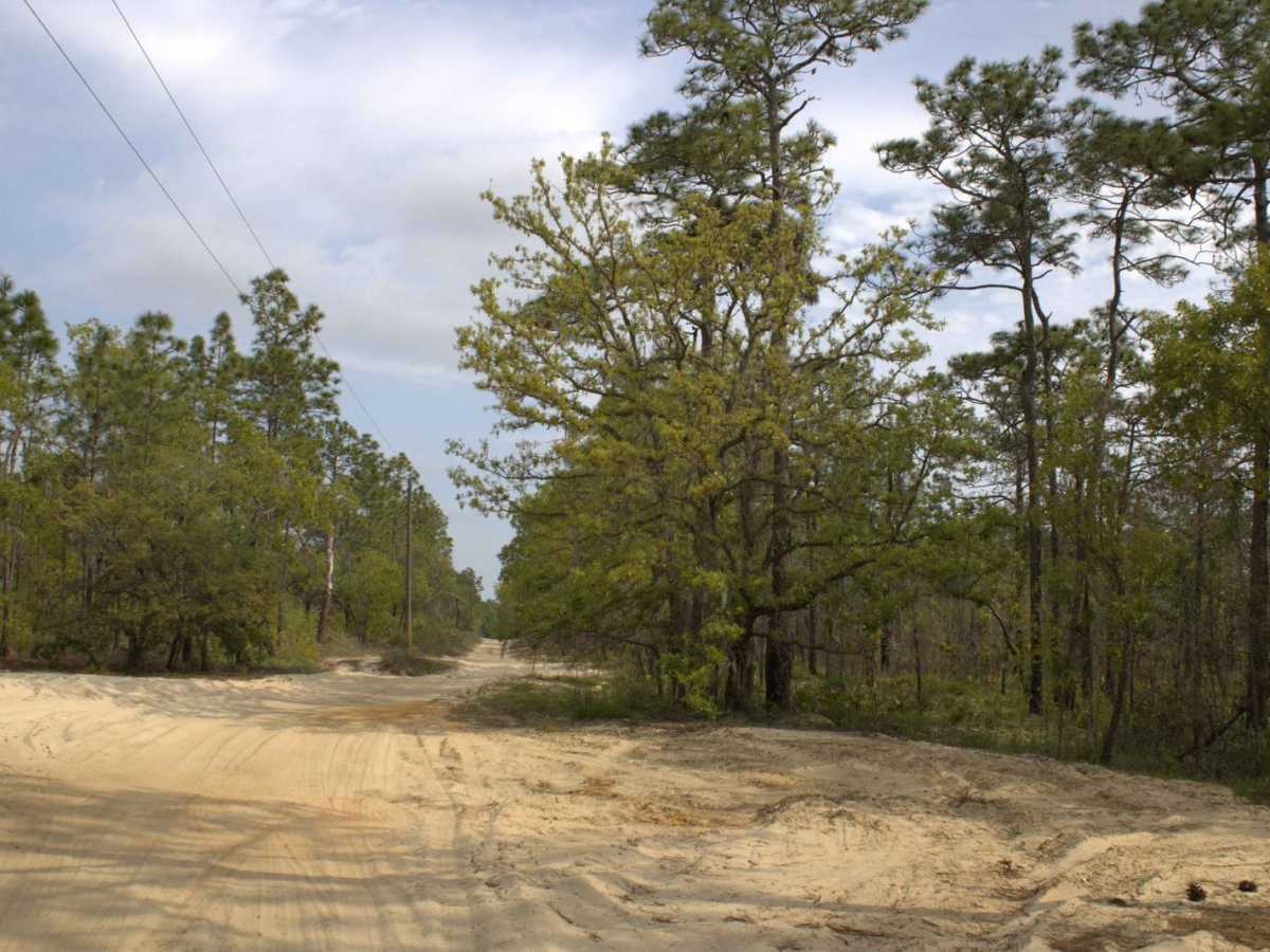 Citrus Wildlife Management | Trail 17 photo 5