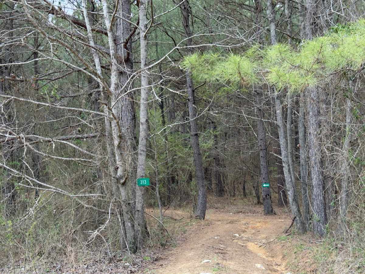 313 trail photo