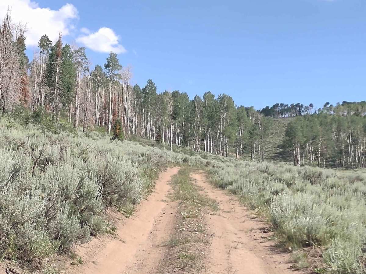 Papa Bear Spur (FS 41229 & 42467) photo 3