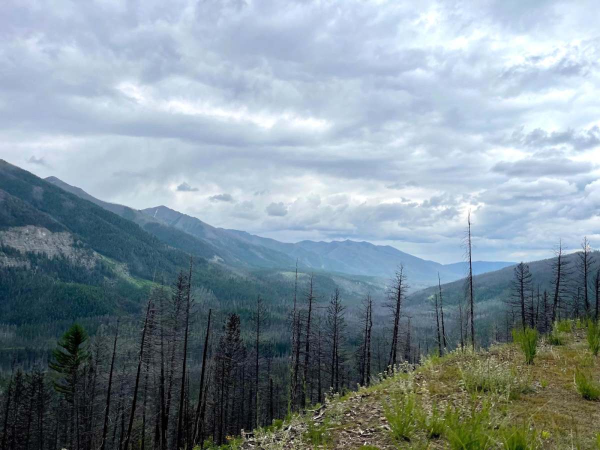 Finmore Cutover trail photo