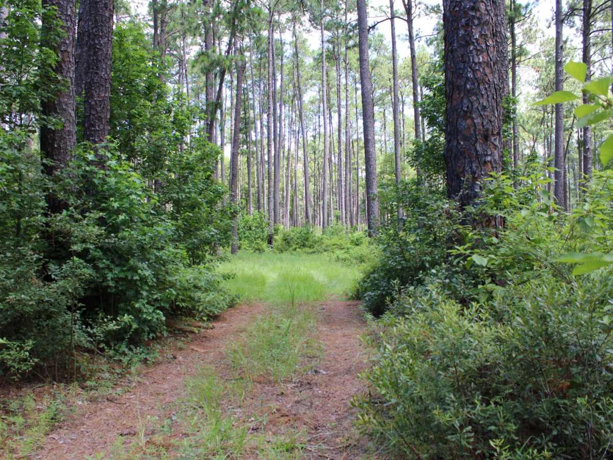 FSR 568 Hunters Camps photo 6