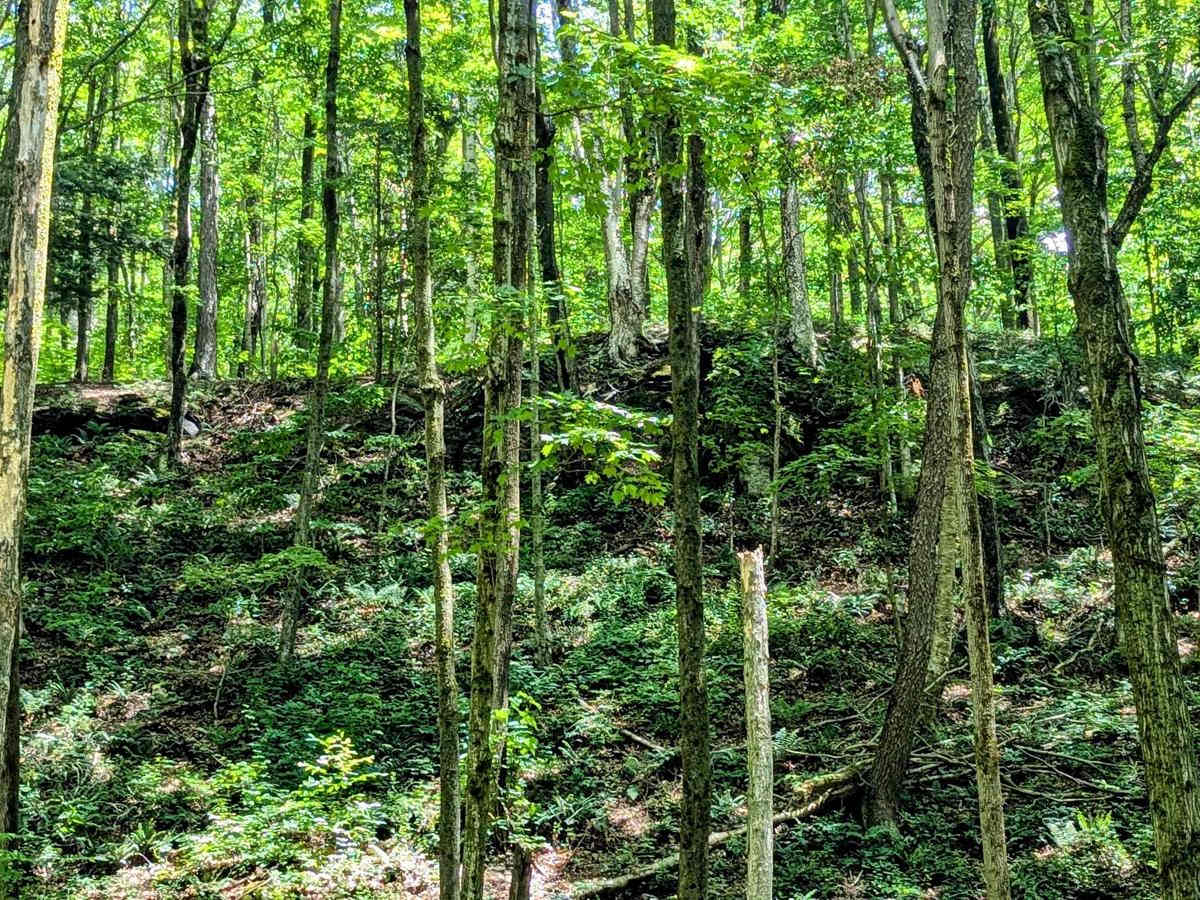 Greylock Road photo 5
