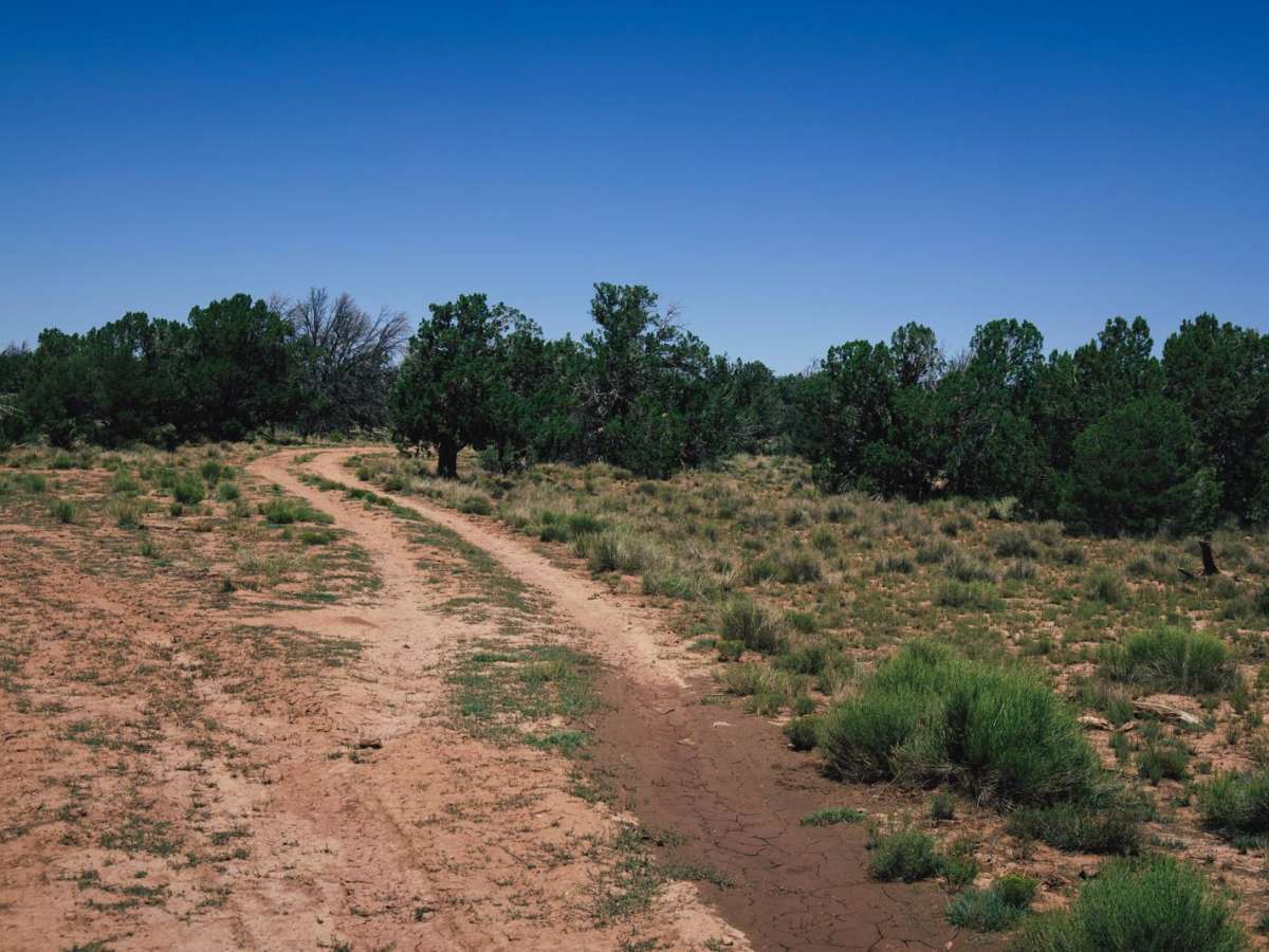 Tarantula trail photo