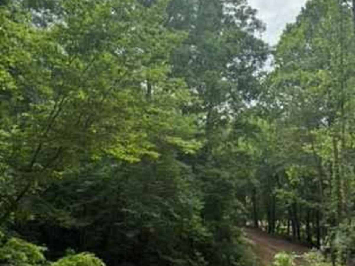 Mimi's Trail trail photo