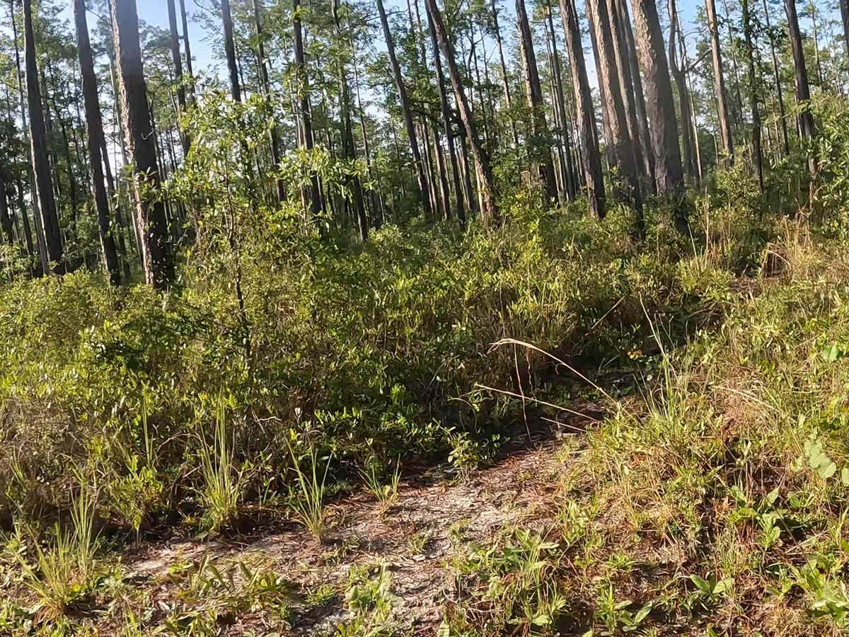 FS 15 B  trail photo