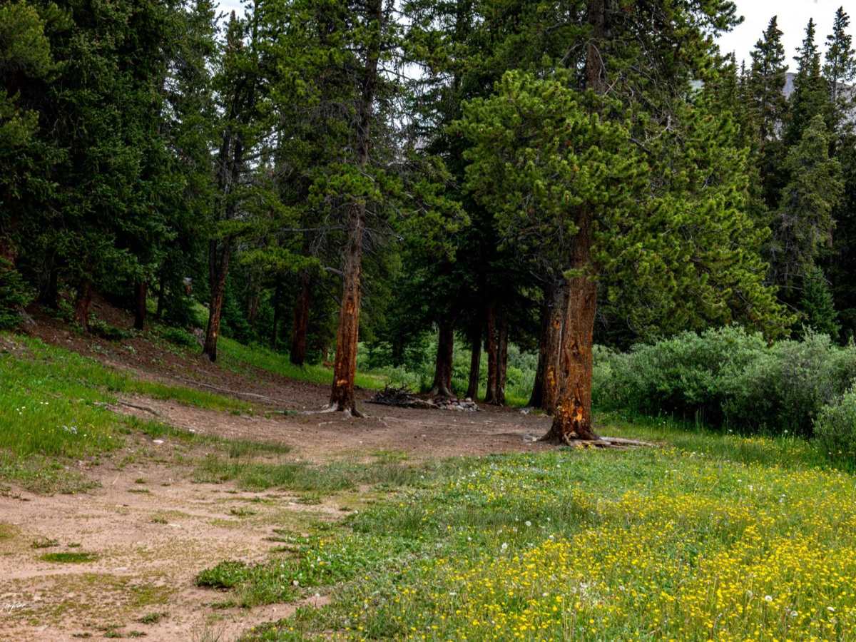 Forest Road 801 photo 3