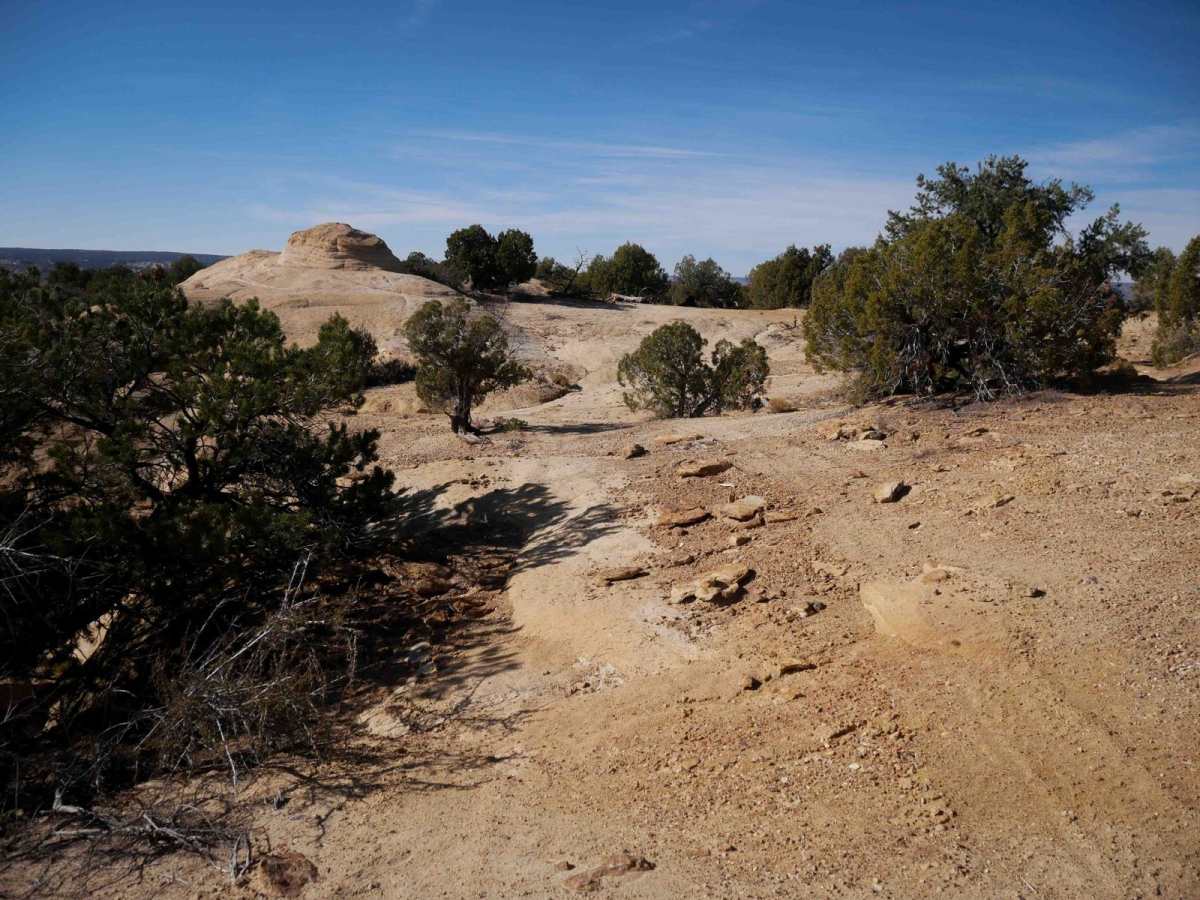 Bear Trail photo 4