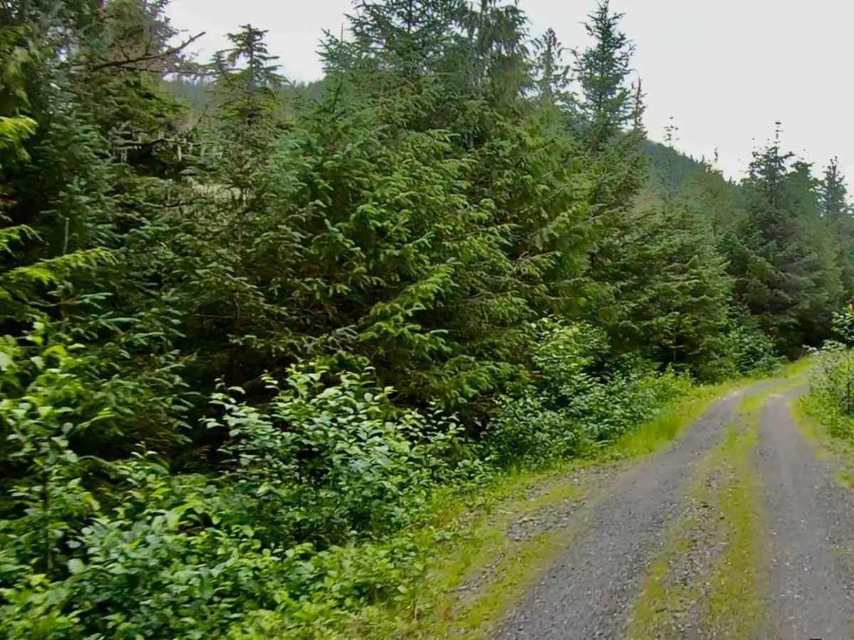 Highbush - 50040 trail photo