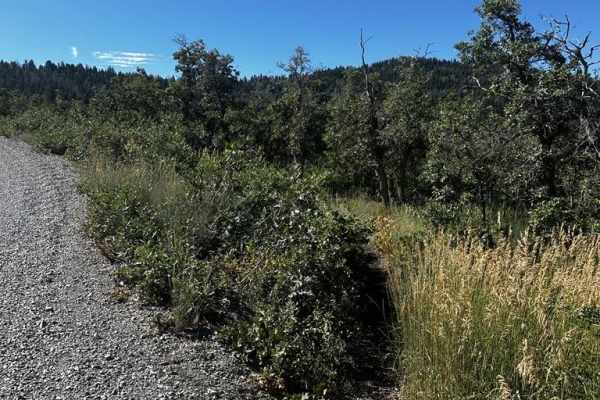 Packard Canyon Cutoff Trail