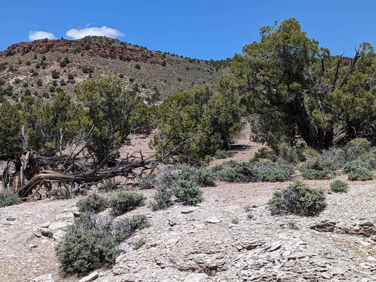 Springs Kiln Loop photo 4