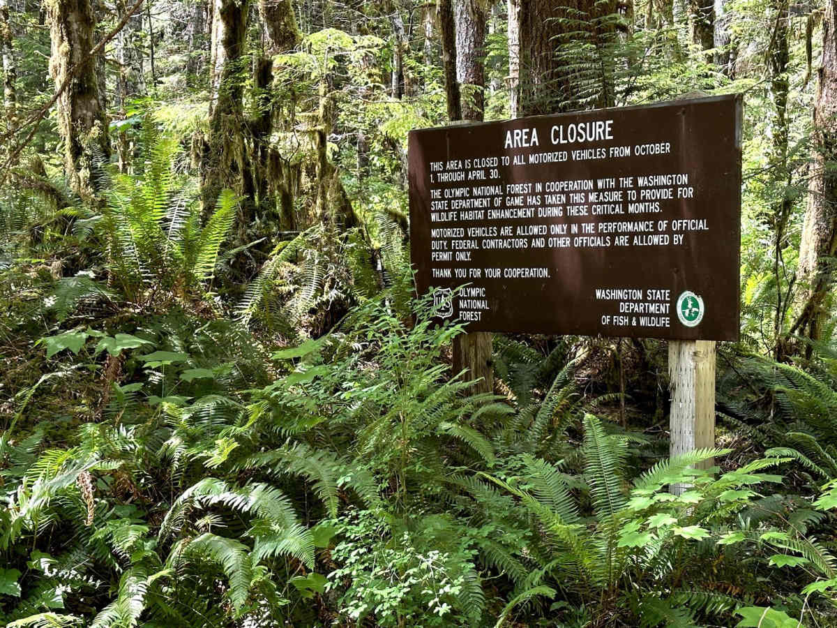 West Wynoochee Lake Trail photo 2