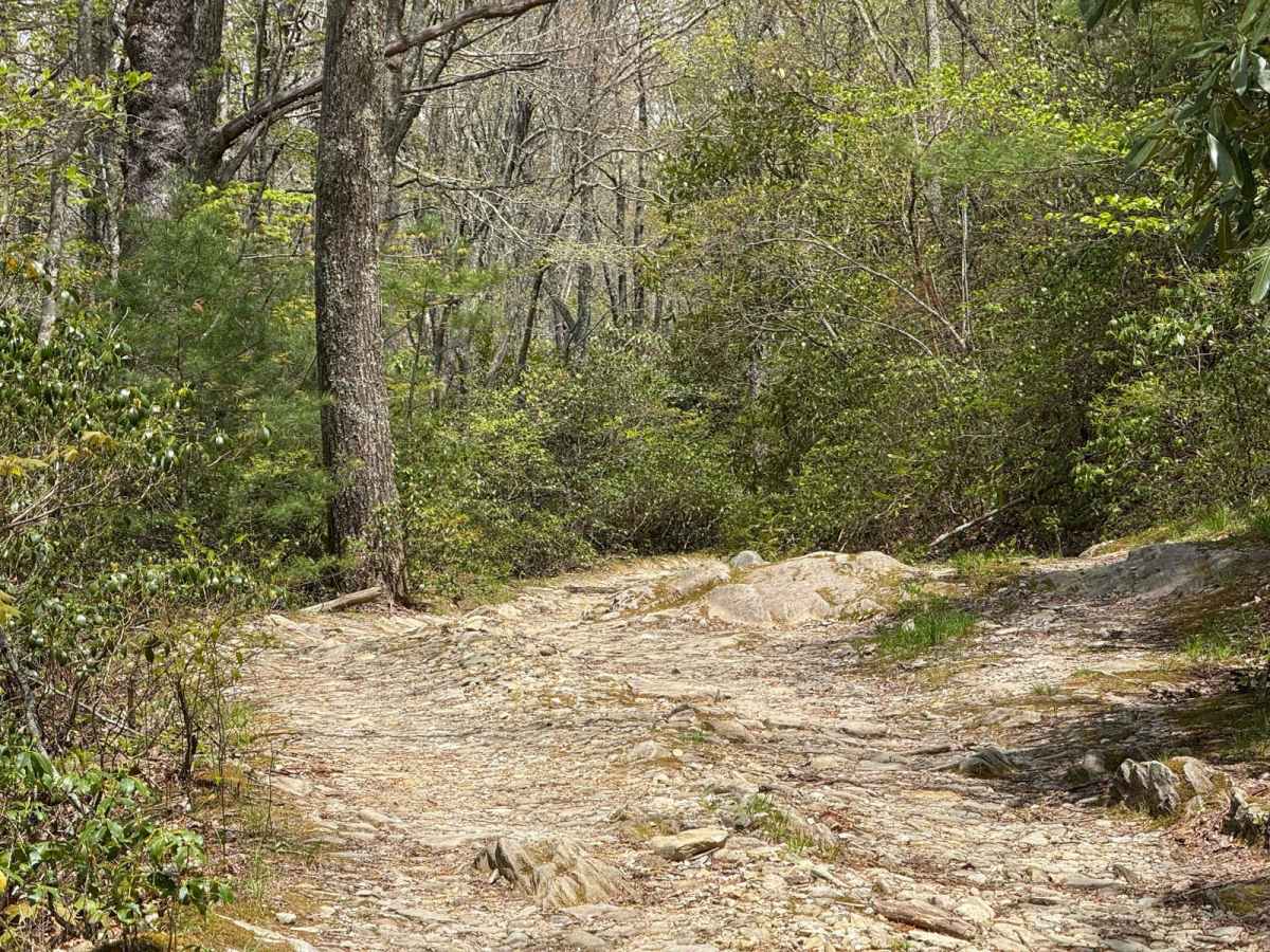 Alfred Woodie Lane photo 2