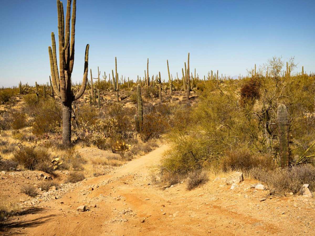 Paisano's Pathway photo 2