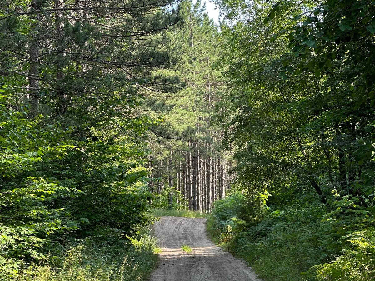 Oviatt Spur/Trail 3 photo 6
