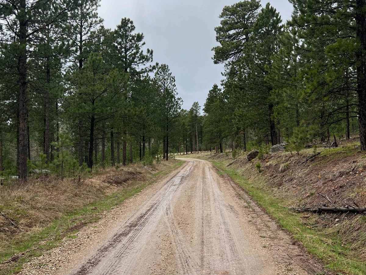 Experimental Forest Road photo 4