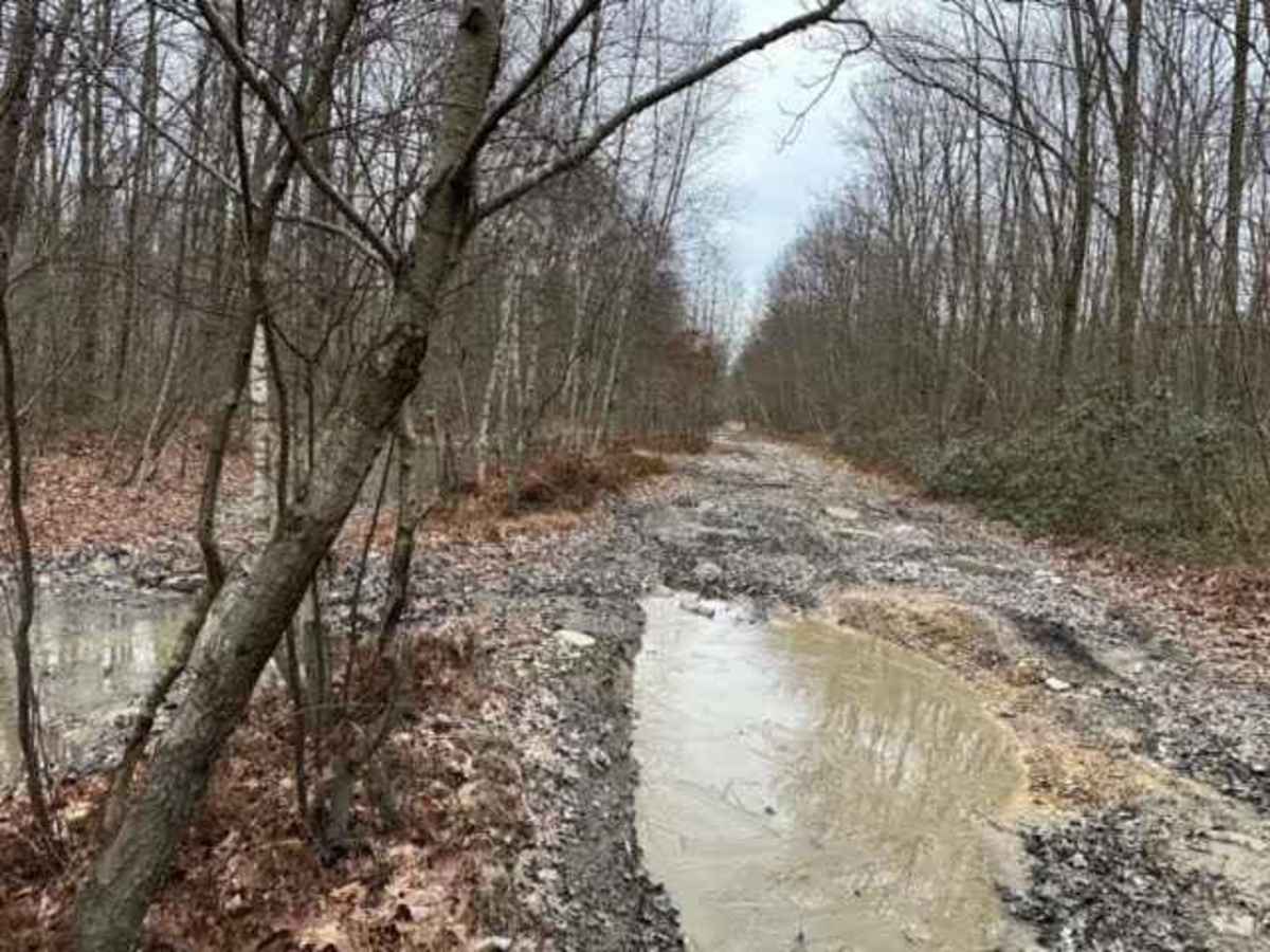 Locust Gap Swamp Dog Trail photo 6