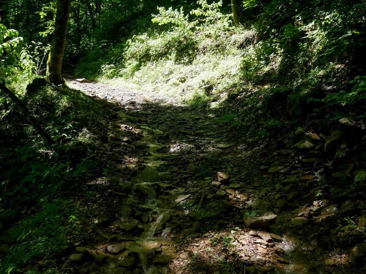 CC49 photo 2
