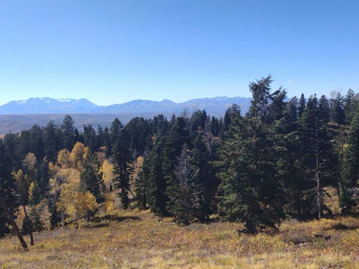 FS 80178 Upper Cedar Hollow OHV trail photo