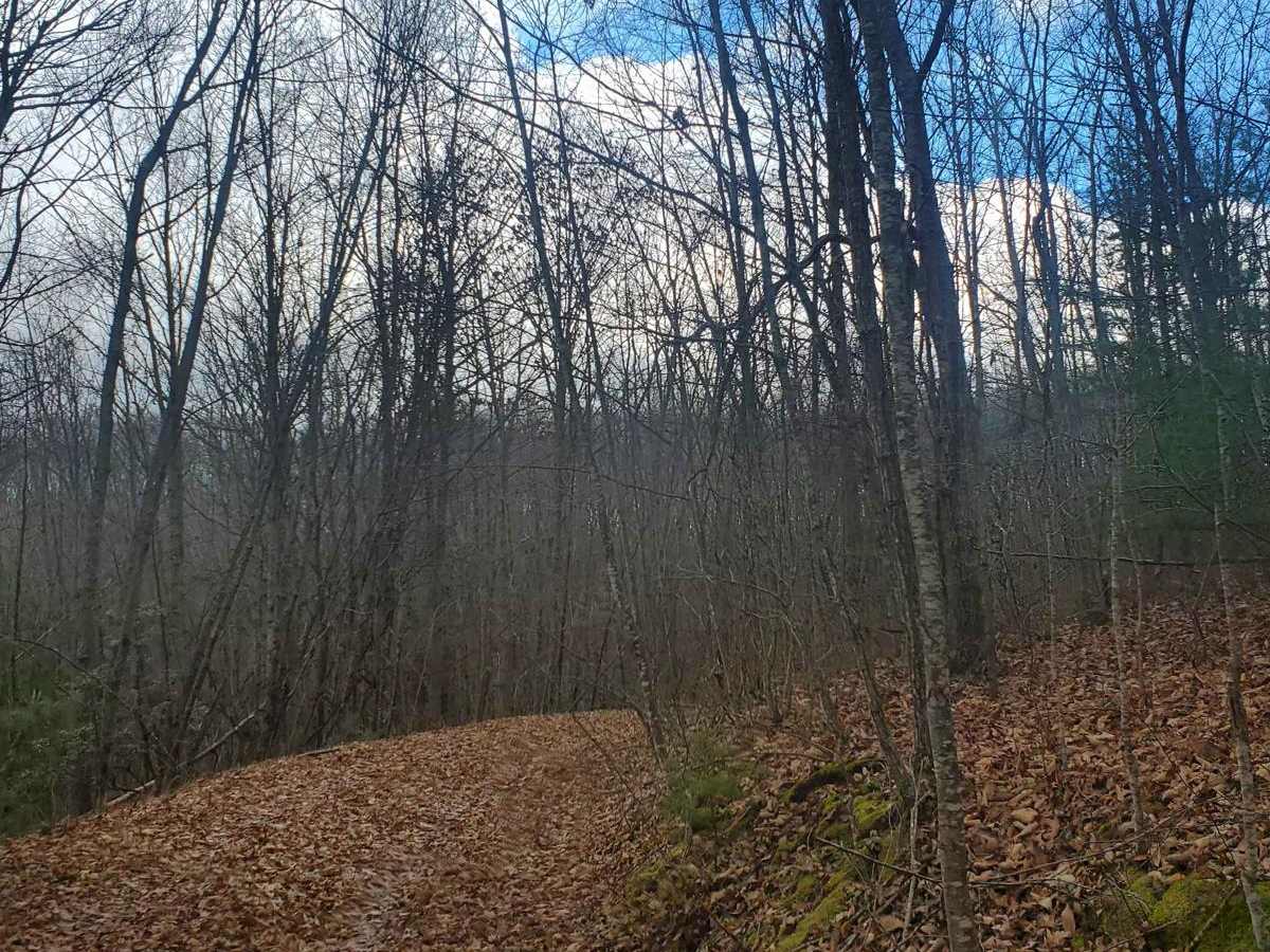 Stillhouse Run Road (FS304) photo 2