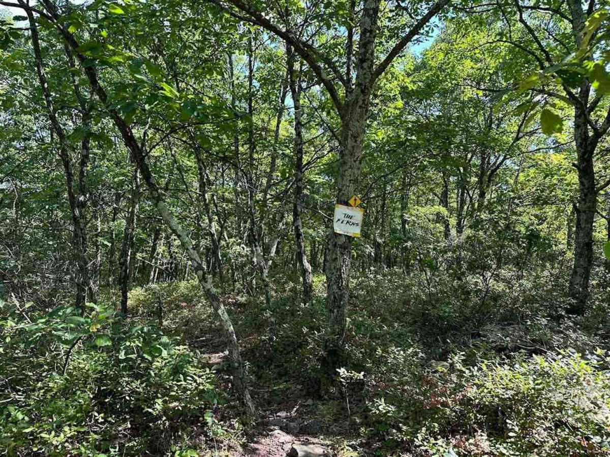Red Single Track - A photo 5