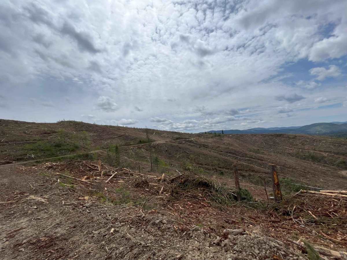 Clearcuts to Bob's Creek Road photo 5