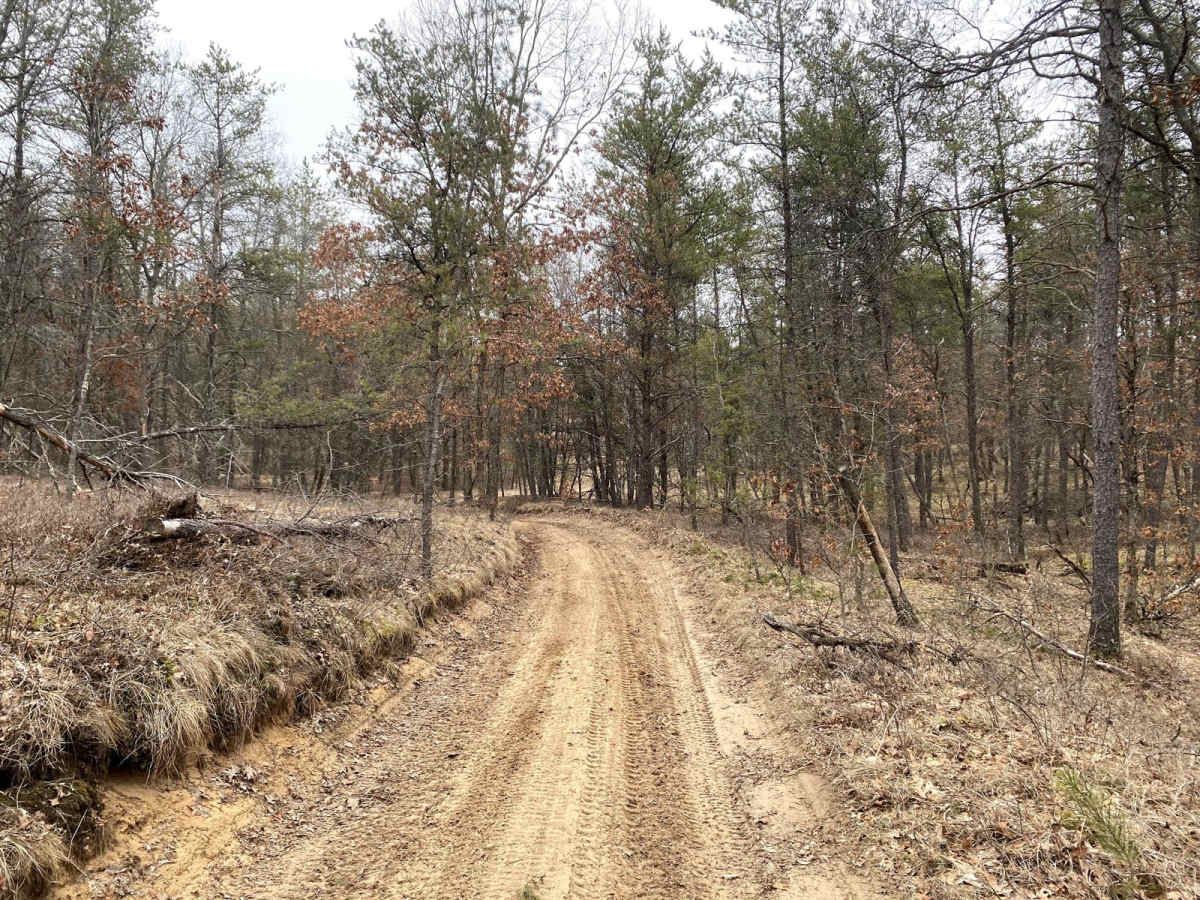 Power in the Pines photo 2