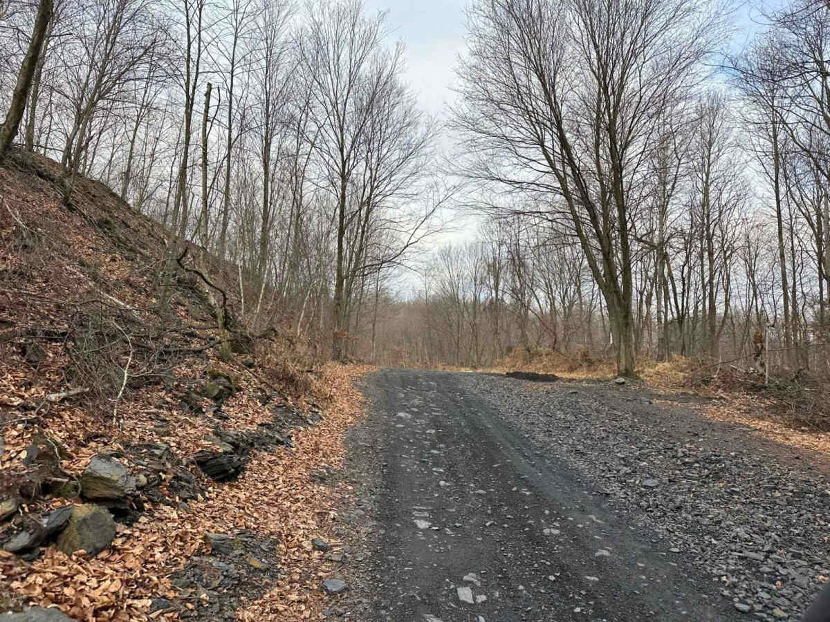Locust Gap 16 photo 3