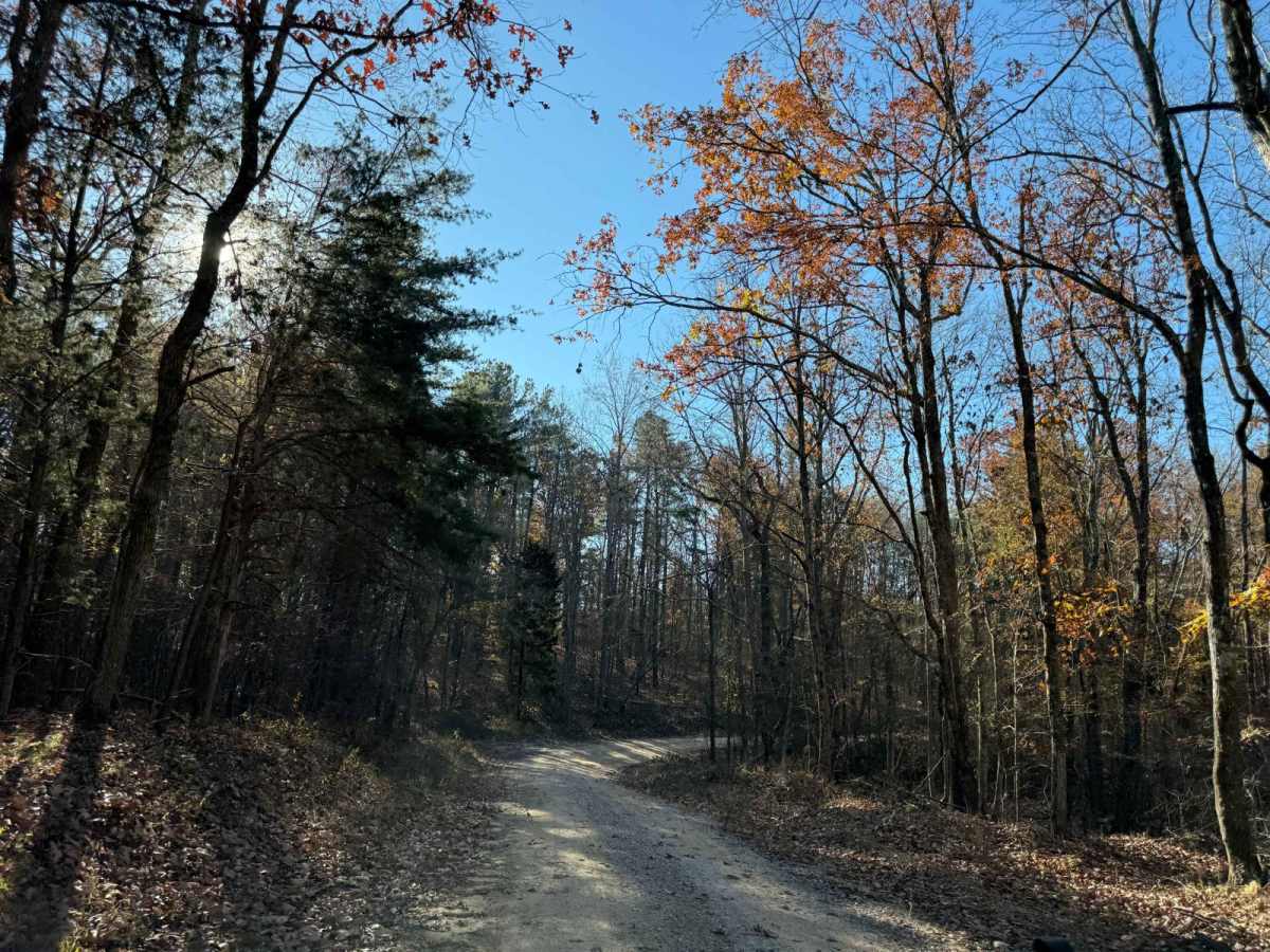 County Road 90 - FS 259 photo 5