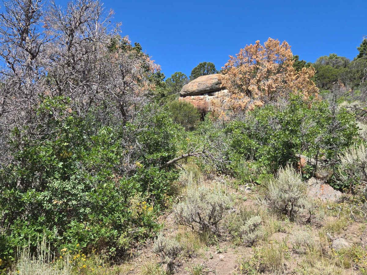 Trail 4994 - FSR 41750 photo 4