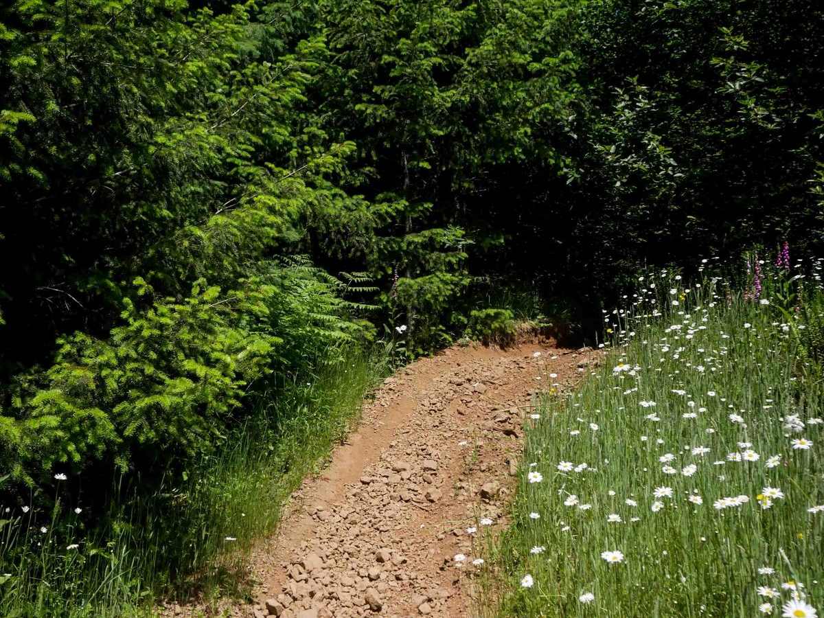 Jordan Creek #84 (Part 2) photo 5