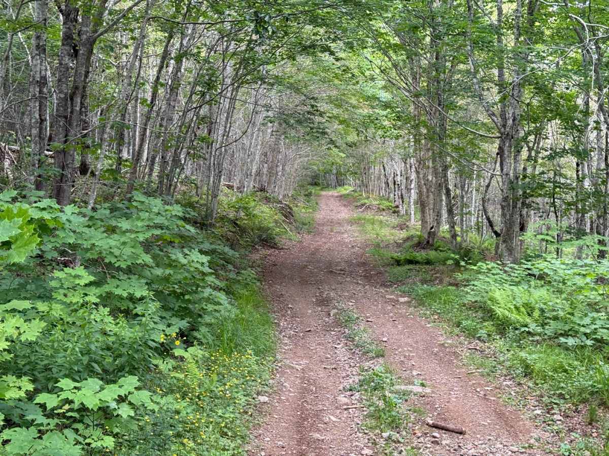 Lewis Mountain Road trail photo