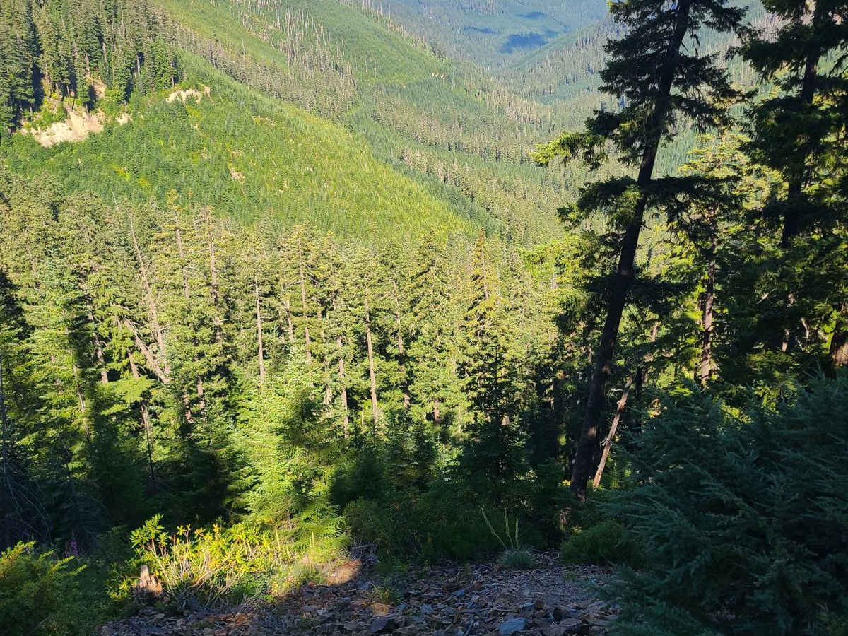 Hills Creek trail photo