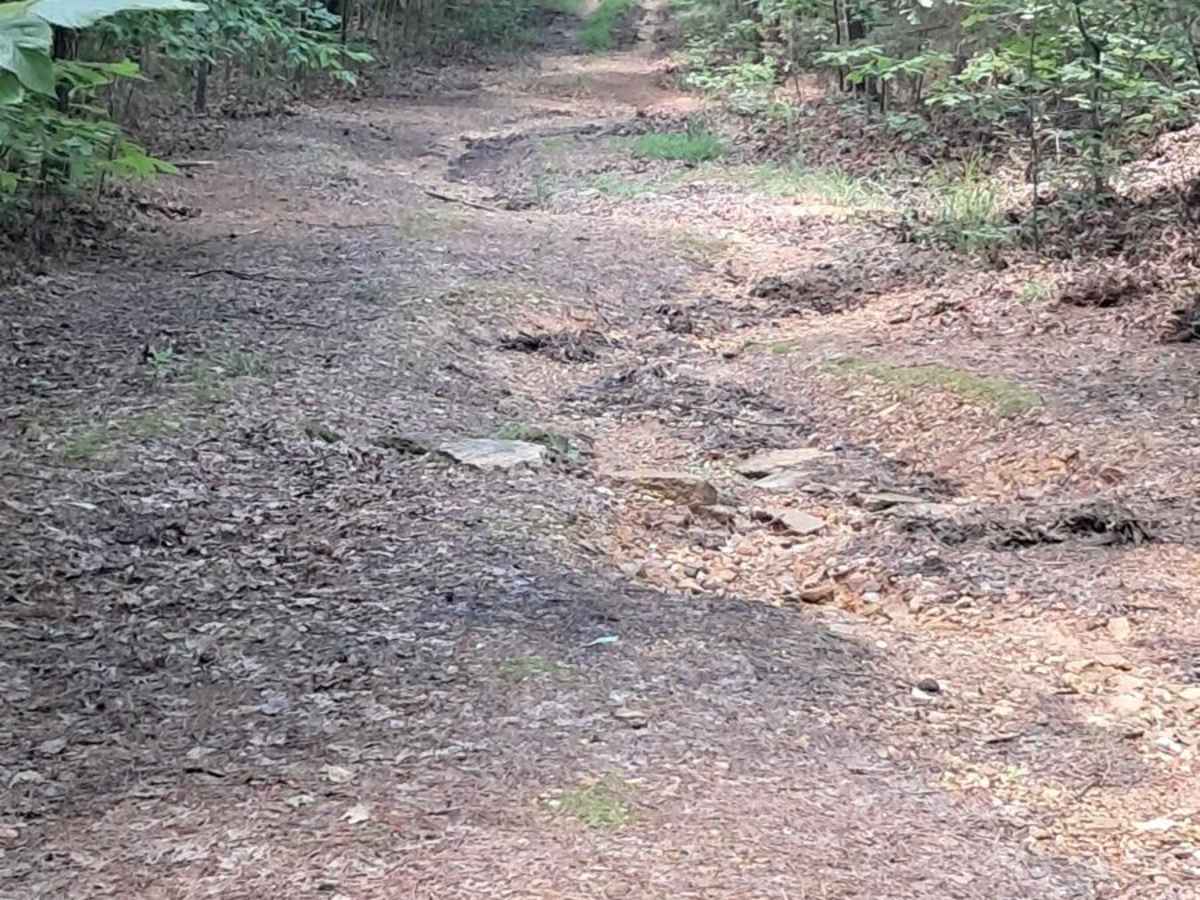 FS 232 trail photo