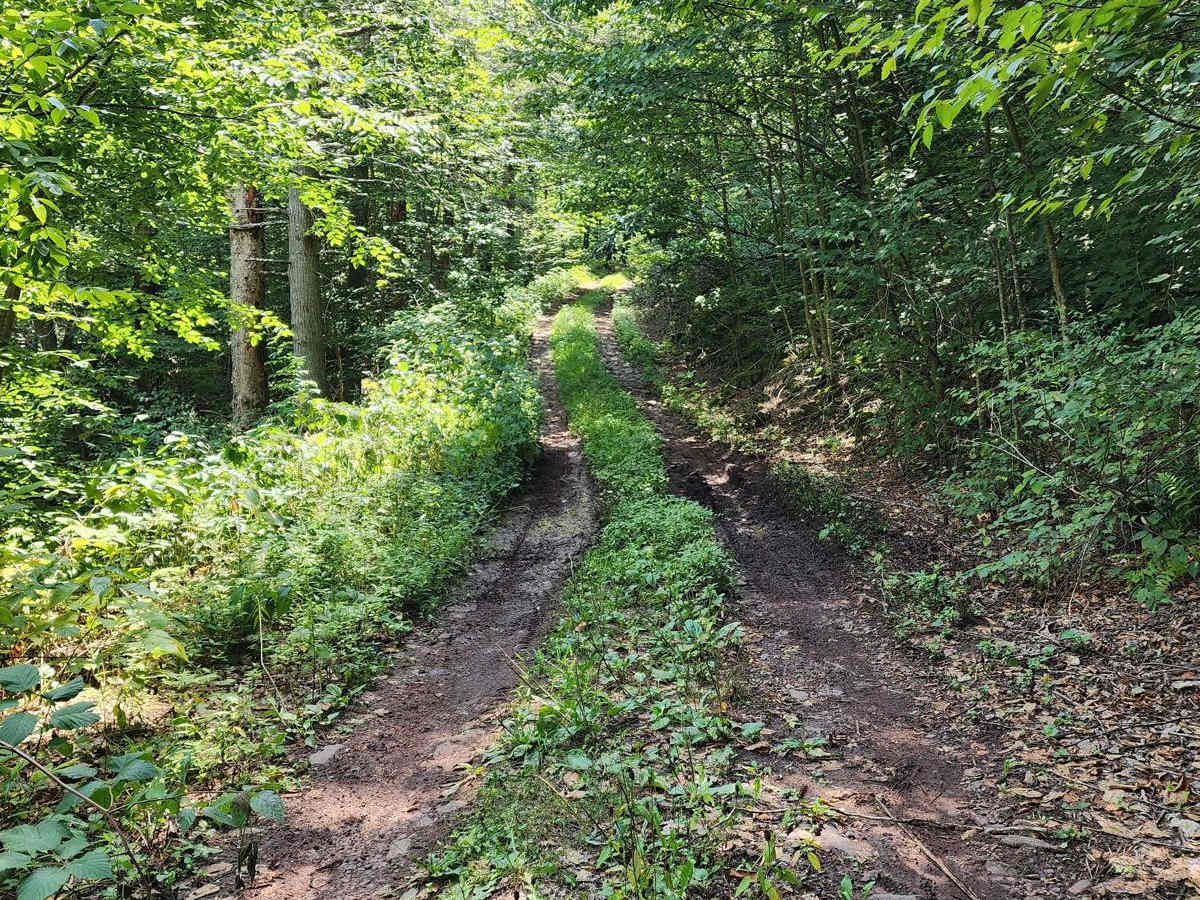 German River trail photo