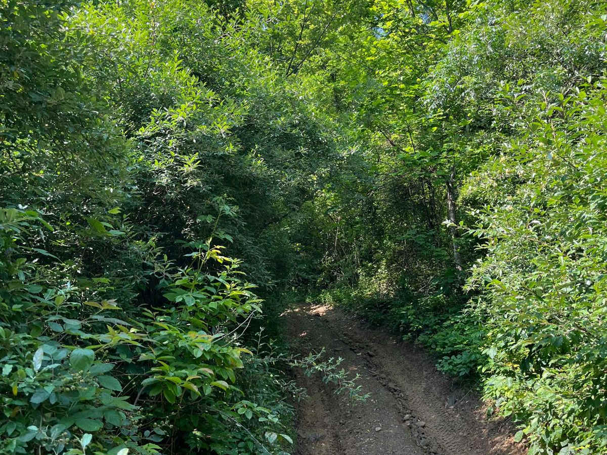 Trail 6 photo 4