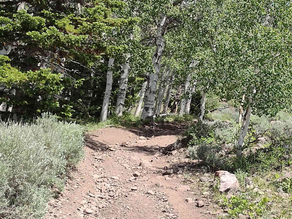 Hunts Lakes Loop - FS 40075 photo 3