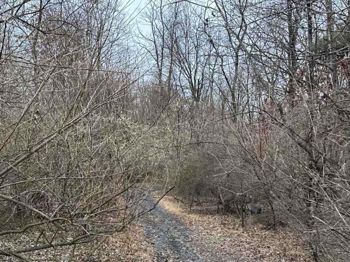 Locust Gap 25 photo 5