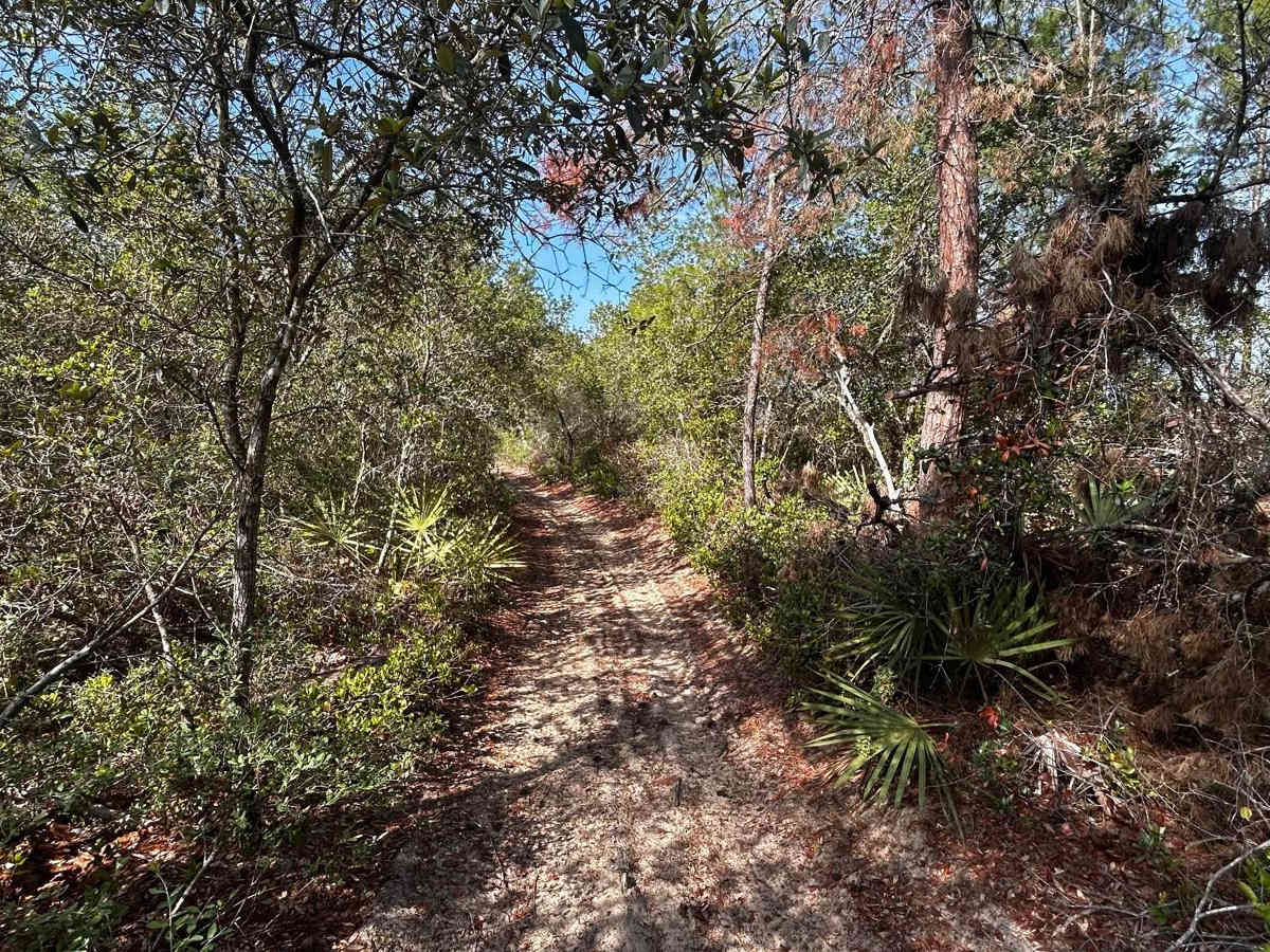 FS 221 A trail photo