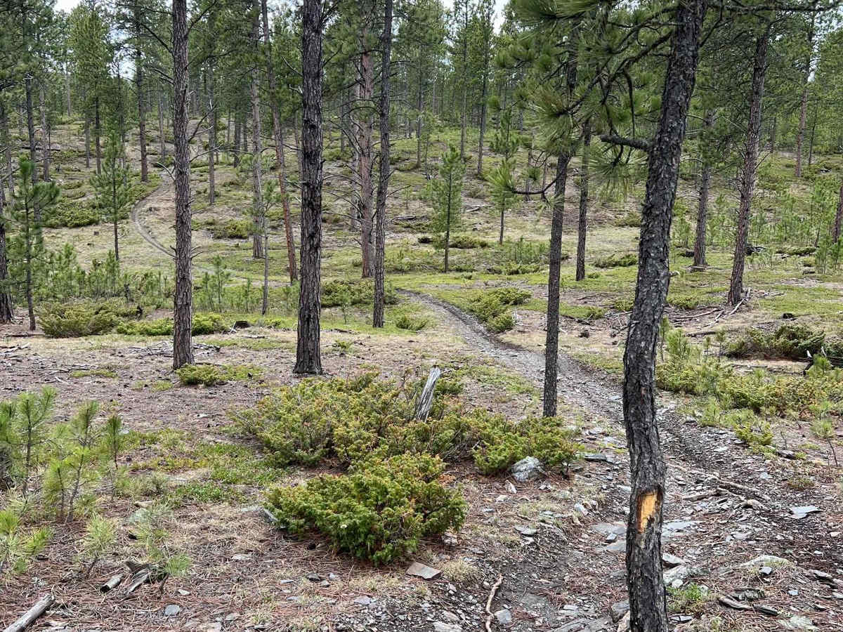 Boxelder Ridge Cut Through Final Leg photo 2
