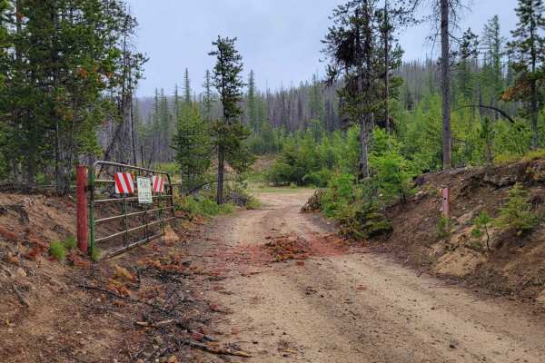 Forest Crossing