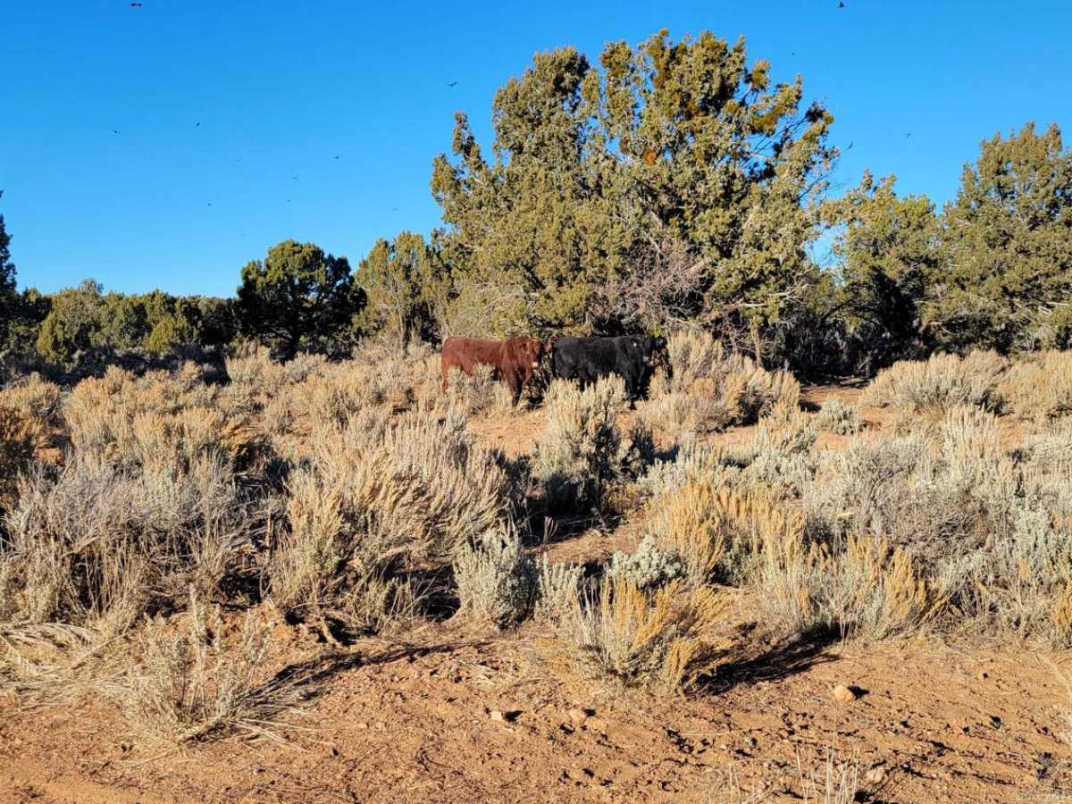 BLM 1054 photo 5