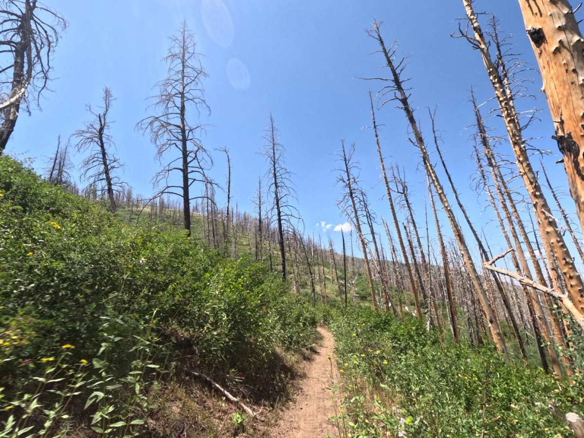 Sheepherder Hill - FS 8099 trail photo