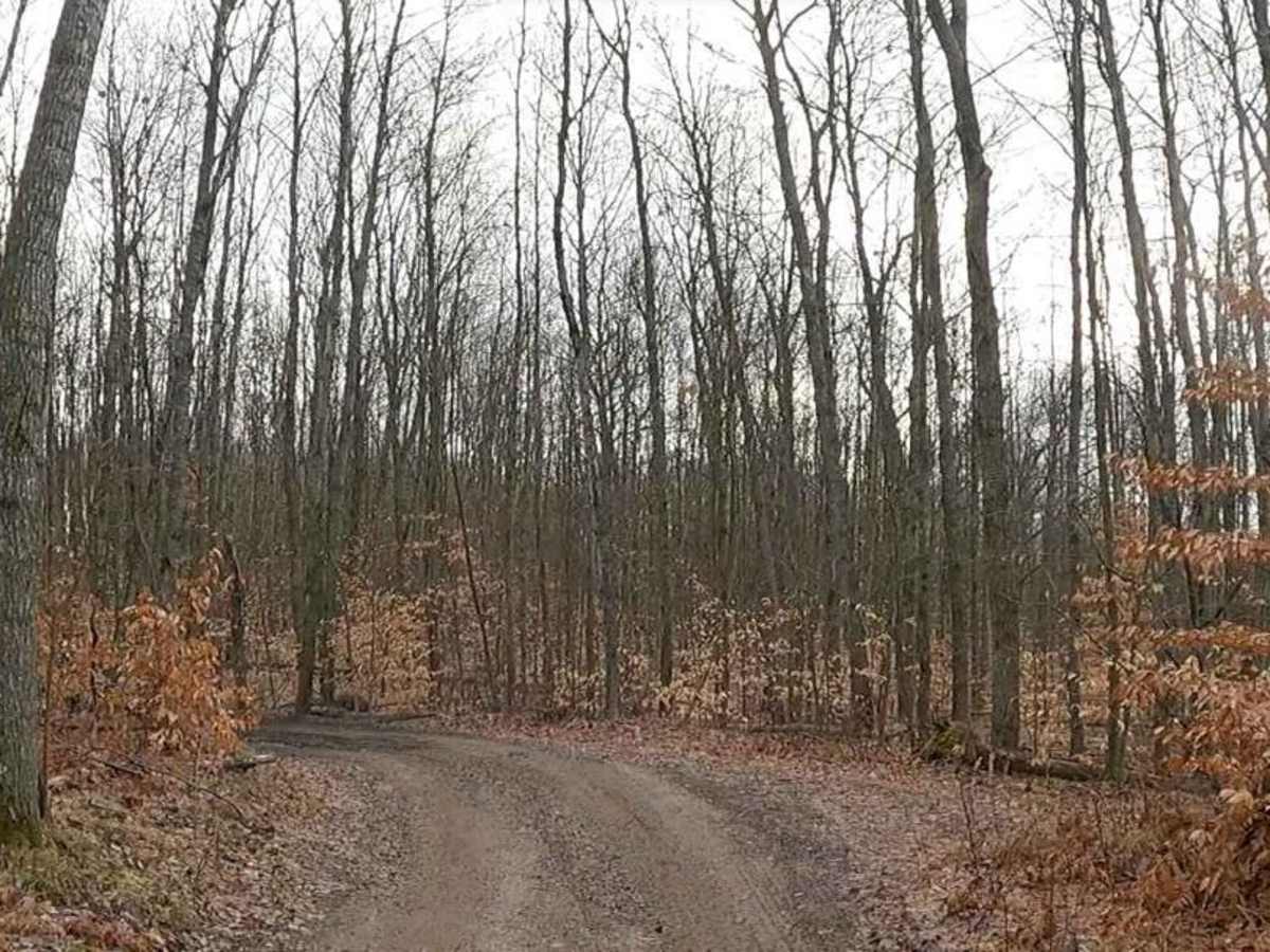Wooded Trail Outside of Tin Cup photo 3
