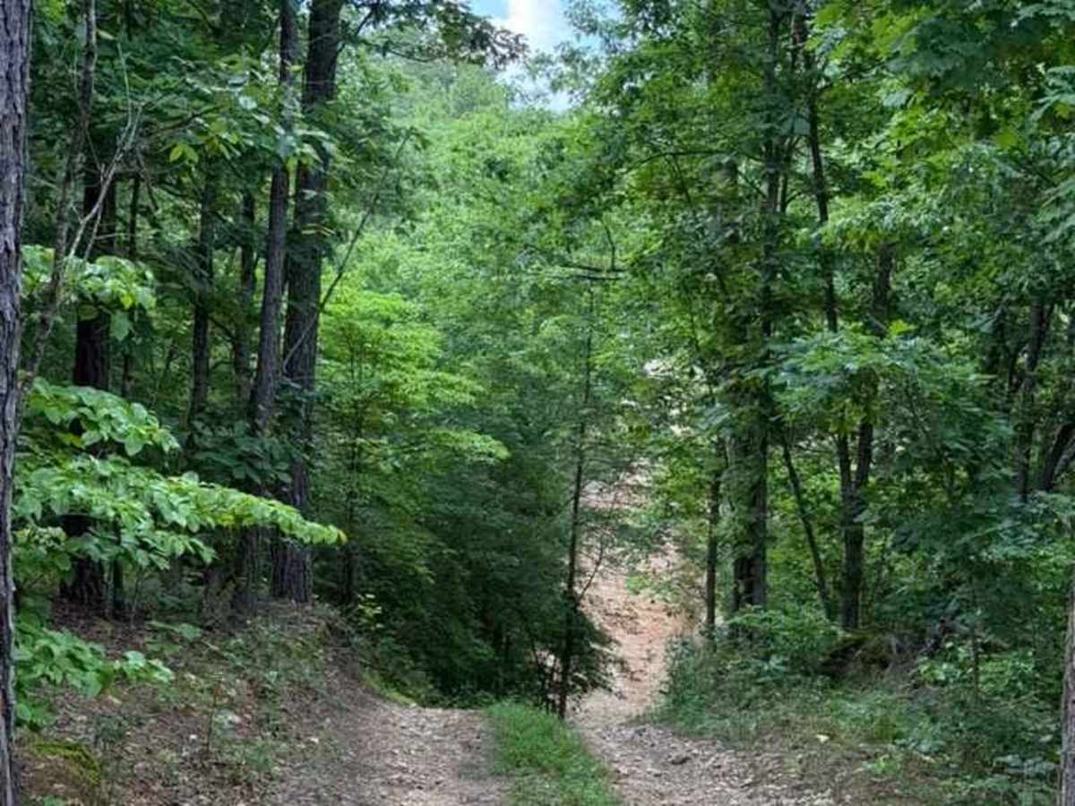 Sara's Trail photo 4