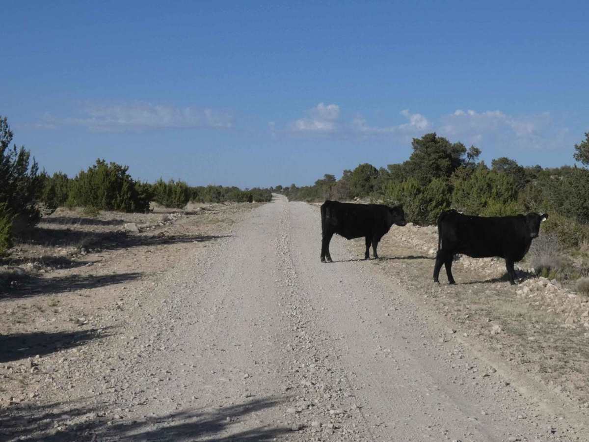 National Livestock Road photo 6