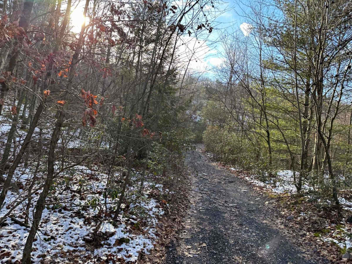 Locust Gap 35 photo 5