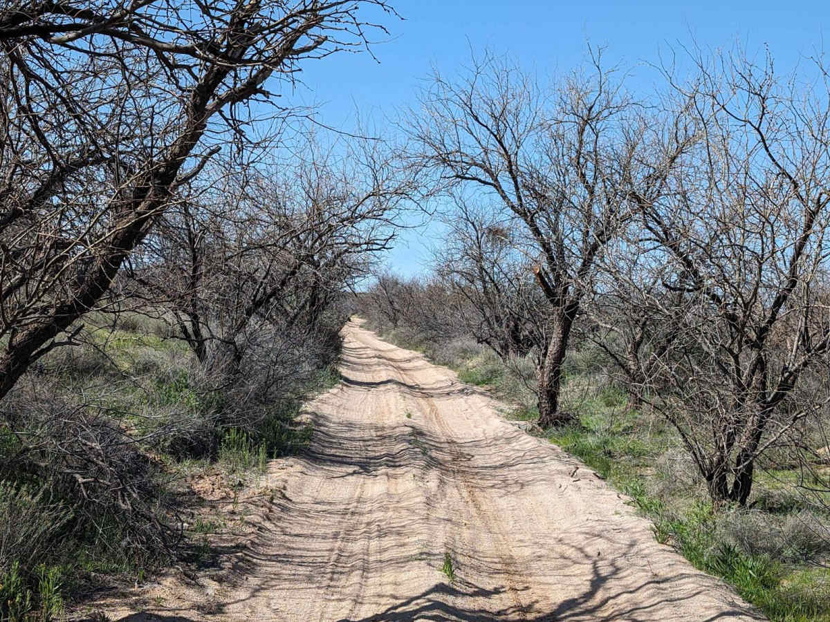 East Cochie Spring Trail photo 3