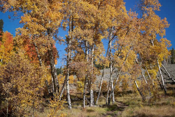 Right Hand ATV Trail